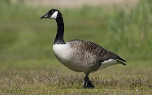 Kanadagås © Steve Dahlfors