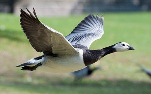 Vitkindad gås © Steve Dahlfors