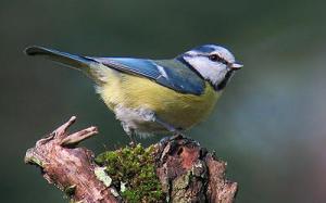 Blåmes © Steve Dahlfors