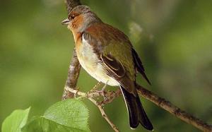 Bofink, hanne © Steve Dahlfors