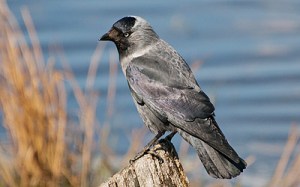 Kaja © Steve Dahlfors