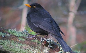 Koltrast © Steve Dahlfors