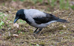 Kråka © Steve Dahlfors