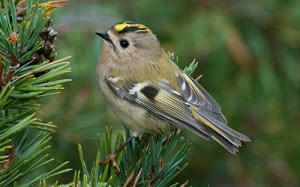 Kungsfågel © Steve Dahlfors