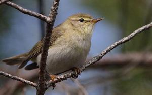 Lövsångare © Bertil Sundberg