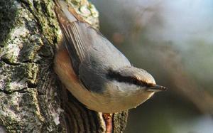 Nötväcka © Steve Dahlfors