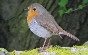 Rödhake © Steve Dahlfors