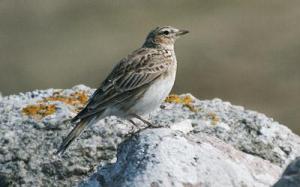 Sånglärka © Steve Dahlfors