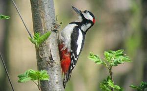 Större hackspett © Steve Dahlfors