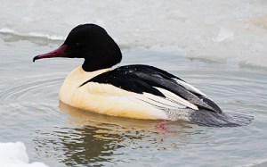 Storskrake © Steve Dahlfors