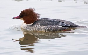 Storskrake, hona © Steve Dahlfors