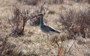 Storspov © Steve Dahlfors