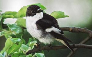 Svartvit flugsnappare © Steve Dahlfors