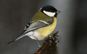 Talgoxe © Steve Dahlfors