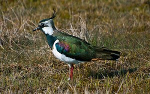 Tofsvipa © Steve Dahlfors