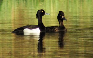 Vigg © Steve Dahlfors